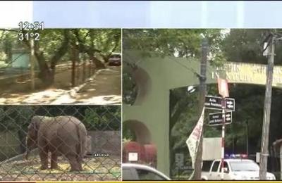Se instala el debate tras propuesta del cierre del Zoológico de Asunción - SNT