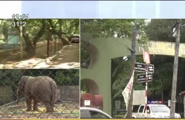 Se instala el debate tras propuesta del cierre del Zoológico de Asunción - SNT