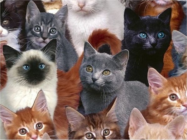 Descubren 130 gatos en un apartamento de Moscú
