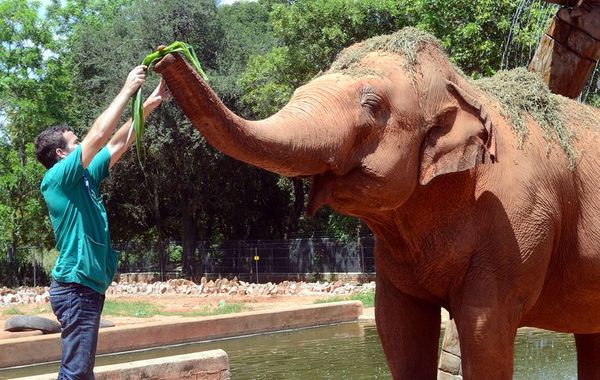 Zoológico de Asunción es el único refugio para muchos animales, afirma Llorens - Nacionales - ABC Color
