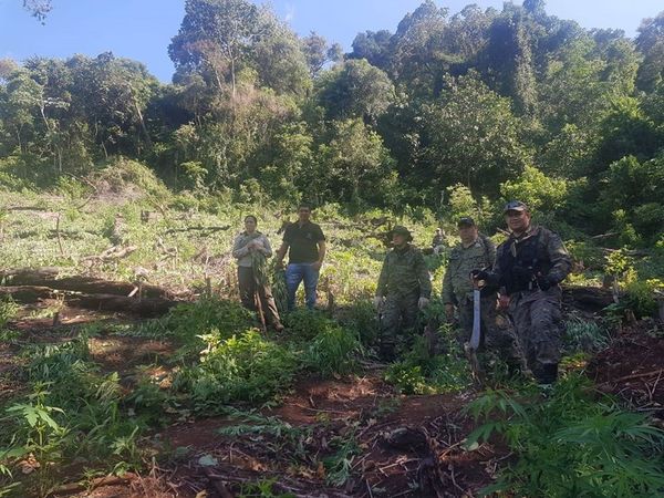 Allanan dos inmuebles en los que se halló plantaciones de presunta marihuana - ADN Paraguayo