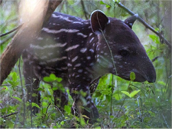 La tapir Valentina nace en cautiverio en Nicaragua