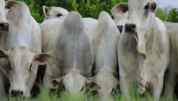 “La mejora en los precios de la carne y la exportación no se está traduciendo al ganadero”