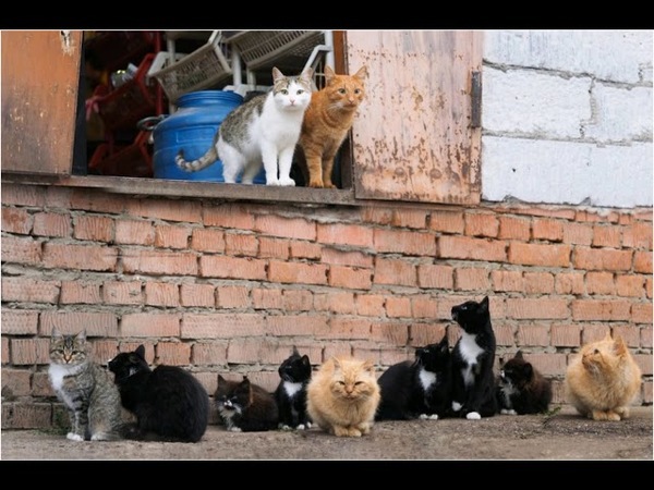 DESCUBREN 130 GATOS EN UN APARTAMENTO DE MOSCÚ