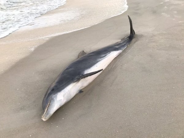 Delfines son asesinados a balazos en Golfo de México