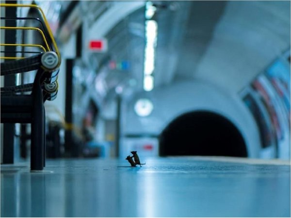 Una pelea de ratones en el metro, mejor foto del año sobre naturaleza 