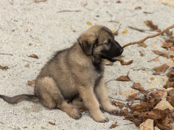 Habilitan opción para denunciar casos de maltrato animal vía web