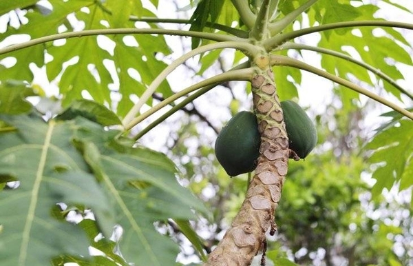 HOY / Salud Pública baja el pulgar  a recetas caseras para hacer  frente al dengue