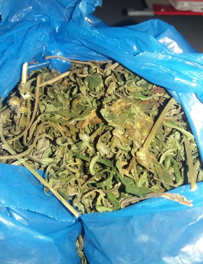 Visitantes intentaron ingresar hojas de marihuana en granja penitenciaria - .::RADIO NACIONAL::.