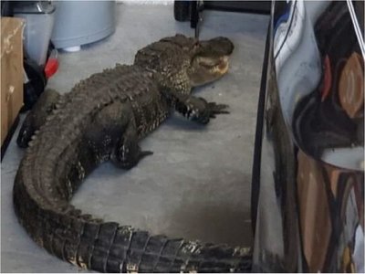 EEUU: Encuentra un caimán de más de 2 metros en su garaje