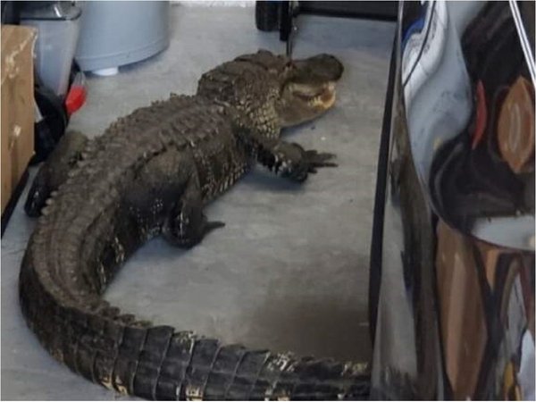 EEUU: Encuentra un caimán de más de 2 metros en su garaje