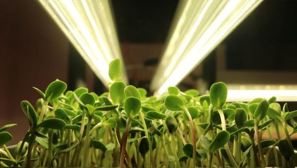 Cultivo en la ciudad: High Farm ofrece alimentos frescos, sanos y libres de agroquímicos