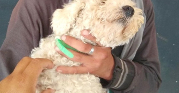 Robó un caniche para regalarle a su novia ra’e