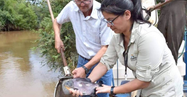 Sembraron 7 mil peces en el  río Ñacunday