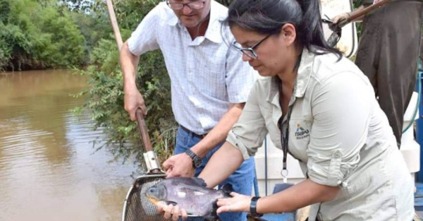 Sembraron 7 mil peces en el río Ñacunday