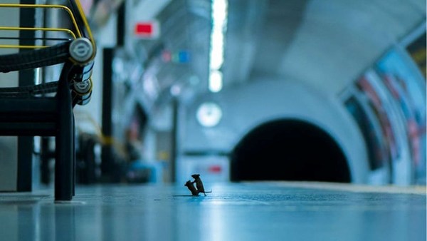 Foto de ratones peleando en el subte gana concurso de vida silvestre