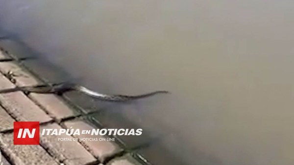 ENCONTRARON UNA KURIJU Y LA DEVOLVIERON AL AGUA