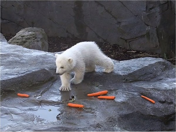 El zoo de Viena presenta una cría de oso polar, la primera en 12 años
