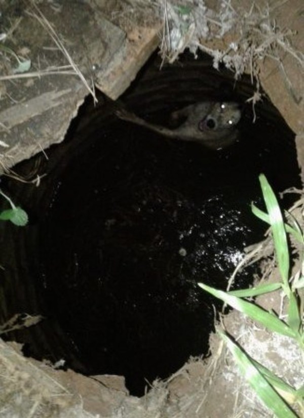 San Lorenzo: Perrita que cayó a un pozo fue rescatada por bomberos