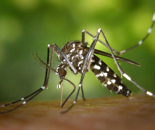 Senado declara emergencia sanitaria por dengue