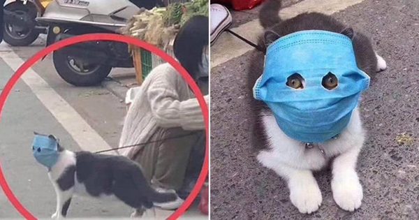 China: Ponen mascarilla a un gato para protegerlo del coronavirus