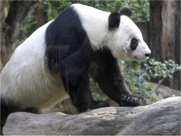 Xin Xin y Shuan Shuan, las únicas pandas en el mundo que no pertenecen a China