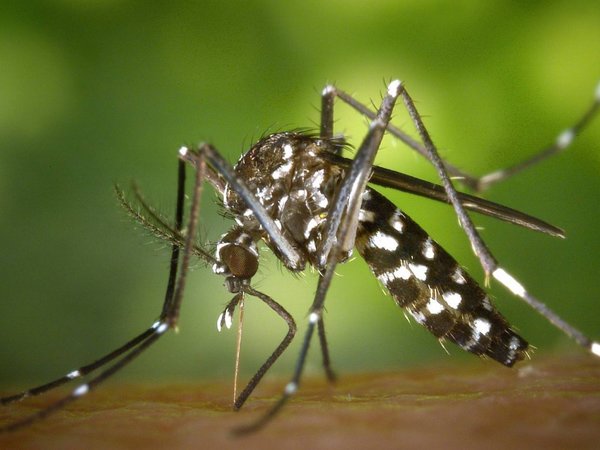 Mosquitos "alien" invaden las ciudades europeas
