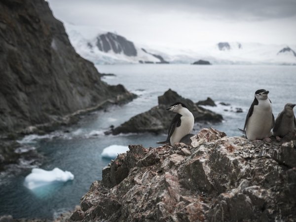 Población de pingüinos barbijo en Antártida cae hasta un 77%