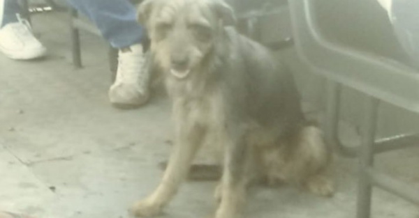 Le vieron a la perrita viajera en la Recoleta