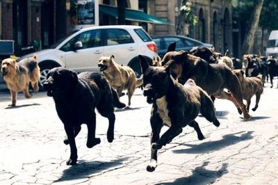Donde amar a los perros es una obligación - Mascotas - ABC Color