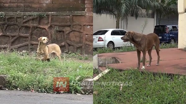 INVITAN A COLECTA PARA RESCATE DE ANIMALES EN SITUACIÓN DE CALLE