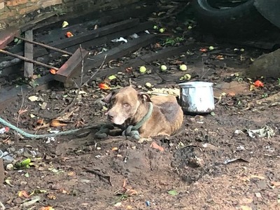 Ya está online la web para denunciar maltrato animal