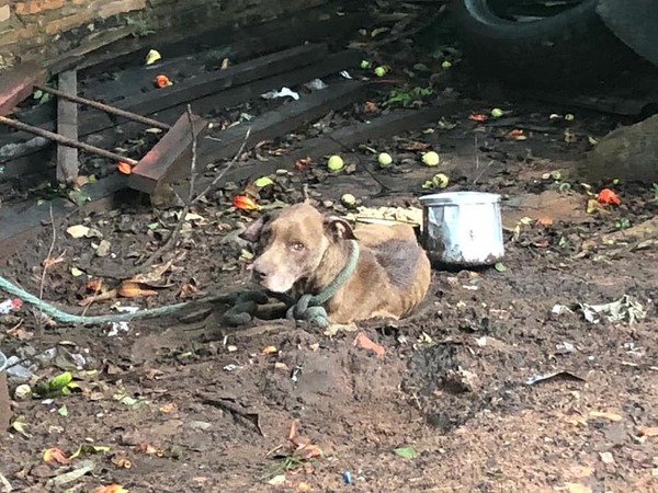 Ya está online la web para denunciar maltrato animal