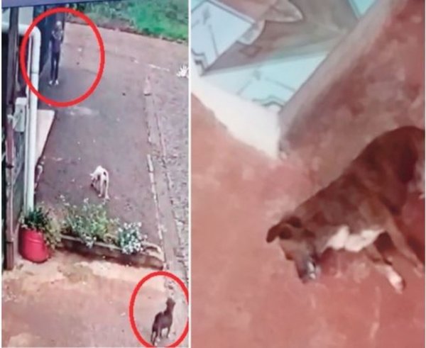 Envenenó al perrito de su vecino porque "le molestaba"