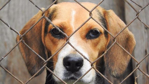 Habilitan página web para denunciar casos de maltrato animal