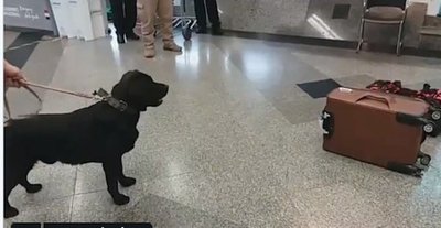Detienen a pasajero que intentaba trasladar drogas a España | Noticias Paraguay