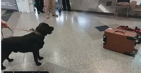 Detienen a pasajero que intentaba trasladar drogas a España | Noticias Paraguay
