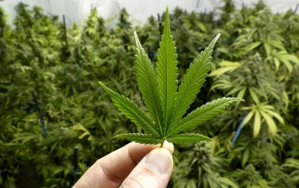 Se cultivan primeras variedades de cáñamo en cinco departamentos