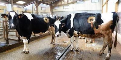 Polémica en Francia por vacas perforadas para optimizar alimentación | Info Caacupe