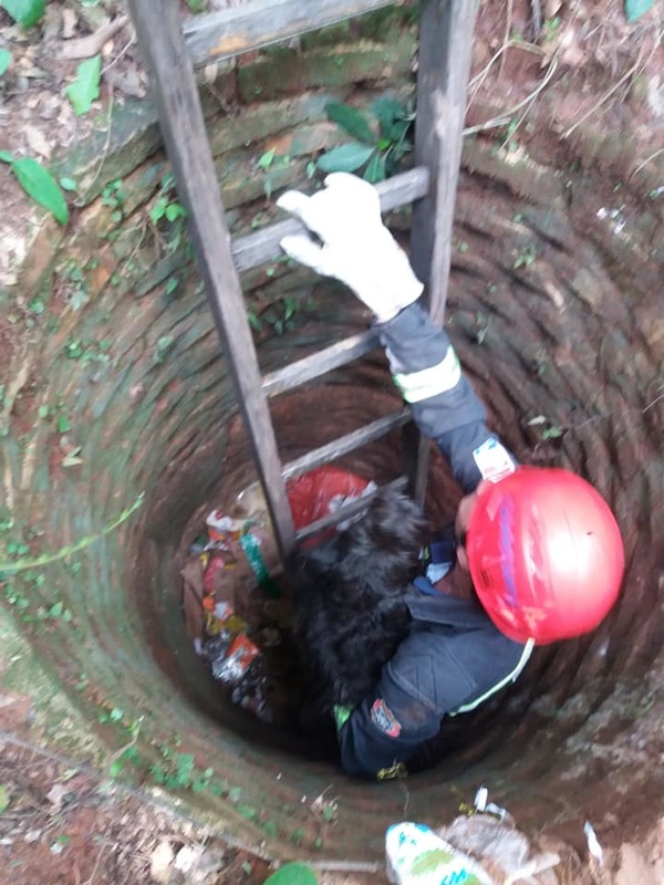 Bomberos Voluntarios de Caacupé rescatan a perrito que cayó en pozo | Info Caacupe