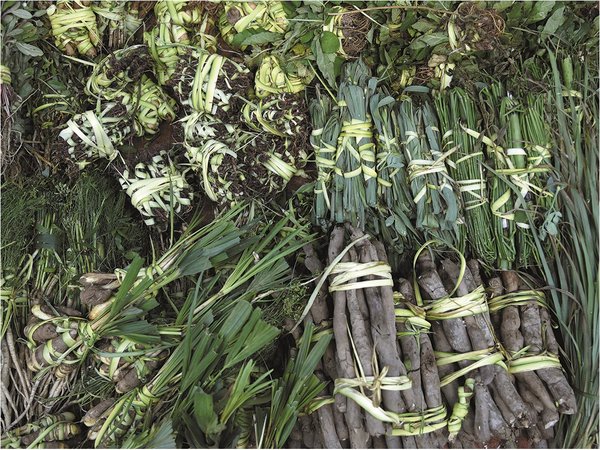 El mejor compañero del paraguayo: tereré con pohã ñana