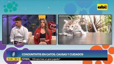 Conjuntivitis en gatos: Causas y cuidados - Ensiestados - ABC Color