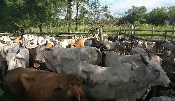 Productores del Chaco piden mayor presencia de Policías ante ola de abigeatos y asaltos