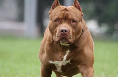 Niño atacado por un pitbull se encuentra grave