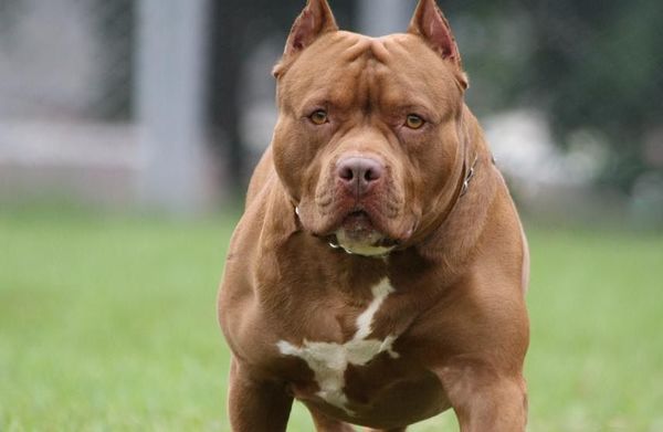 Niño atacado por un pitbull se encuentra grave
