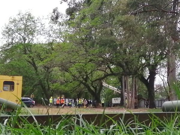Inicia tala de árboles con amparo judicial