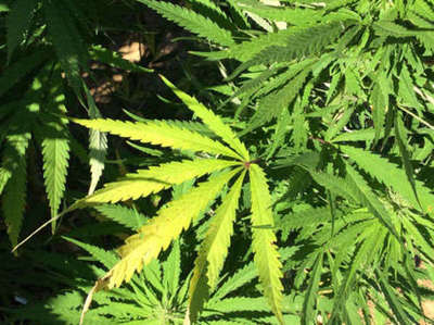Marihuana legal “se viene” | Info Caacupe