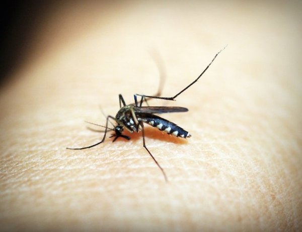 Alertan sobre otro virus transmitido por mosquitos | Info Caacupe