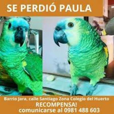 Lora sigue “prófuga”, pese a esfuerzo de bomberos | Info Caacupe