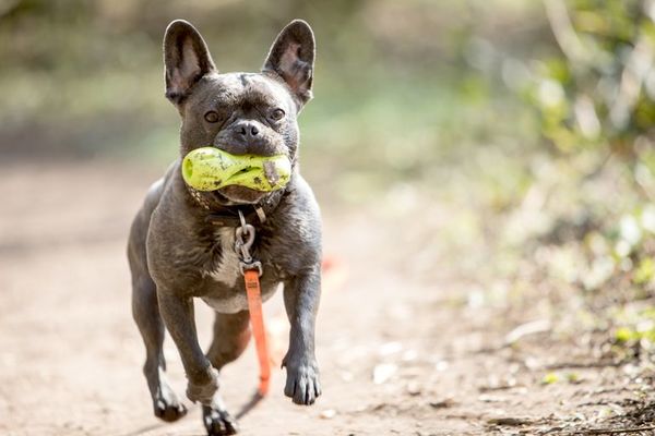 Perros mestizos lideran top ten alemán - Mascotas - ABC Color